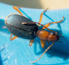 Brachinus ejaculans