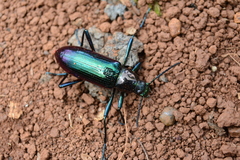Strongylium aurichalceum