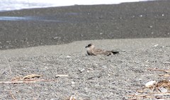 Larus dominicanus dominicanus