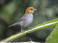 Thlypopsis fulviceps