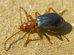 Brachinus ejaculans