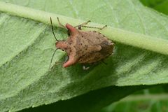 Euschistus cornutus