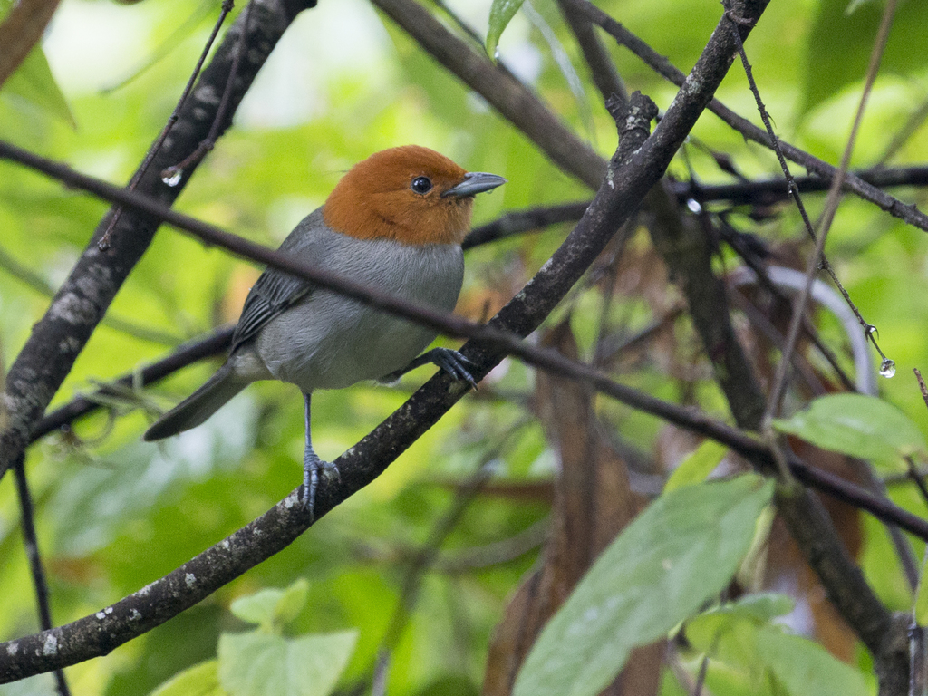 Fulvous-headed Tanager (Thlypopsis fulviceps) photo