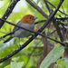 Fulvous-headed Tanager - Photo (c) Oswaldo Hernández, some rights reserved (CC BY-NC), uploaded by Oswaldo Hernández