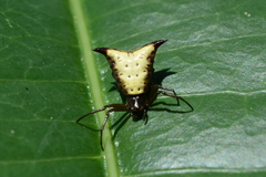 Micrathena furva