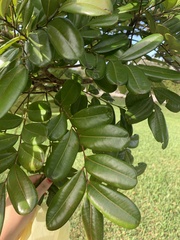 Simarouba