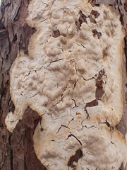 Dichomitus squalens