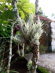 Tillandsia tricholepis