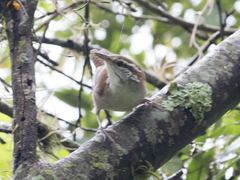 Thryophilus rufalbus