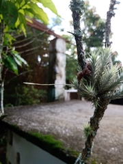Tillandsia tricholepis