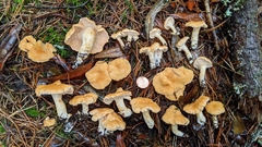 Hydnum melleopallidum