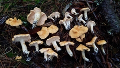 Hydnum melleopallidum