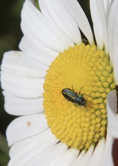 Bilyaxia cordillerae