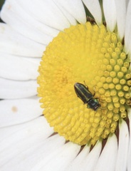 Bilyaxia cordillerae