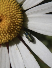 Bilyaxia cordillerae