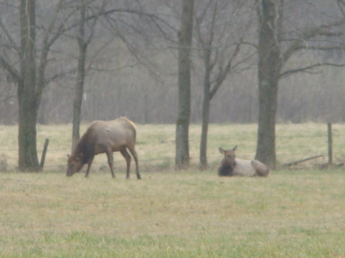 Elk photographed in Arkansas