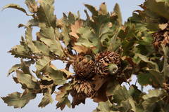 Quercus ithaburensis macrolepis