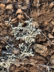 Xanthoparmelia chlorochroa