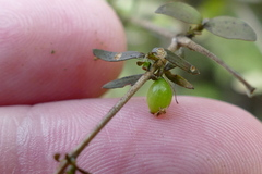Coprosma rhamnoides