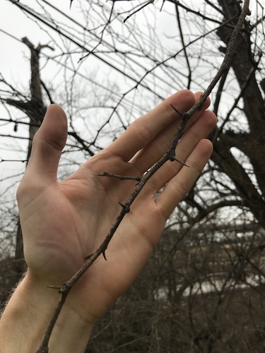 Osage-orange (Maclura pomifera)