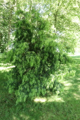 Podocarpus salignus