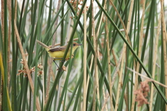 Pseudocolopteryx flaviventris