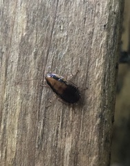 Drymaplaneta heydeniana