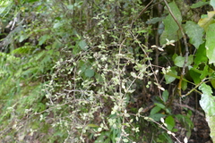 Coprosma rhamnoides