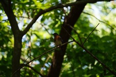 Sialia sialis
