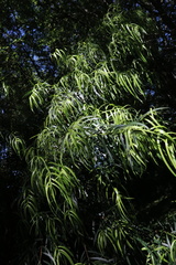 Podocarpus salignus