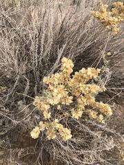 Atriplex canescens