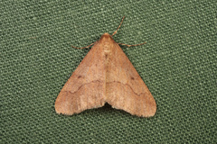 Erannis tiliaria