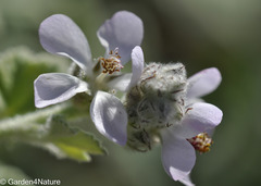 Malacothamnus clementinus