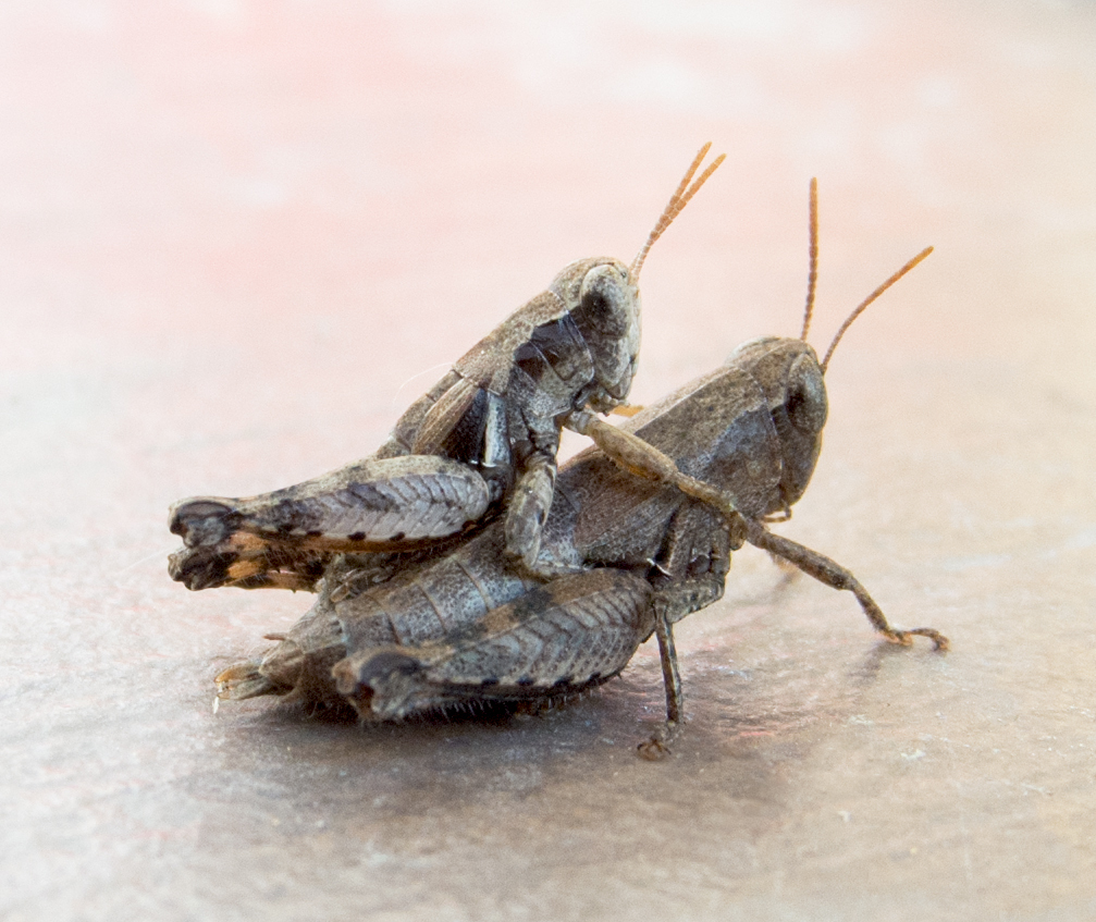 Pezotettiginae