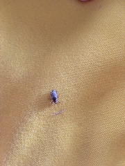 Mitrastethus baridioides