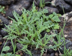 Senecio massaicus