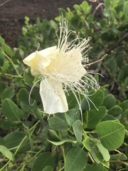 Capparis sandwichiana