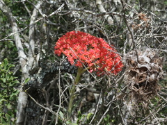 Crassula perfoliata coccinea