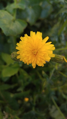 Sonchus image