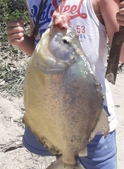 Serrasalmus maculatus