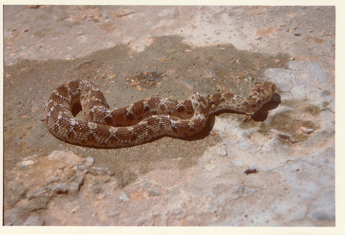 Egyptian Saw-scaled Viper