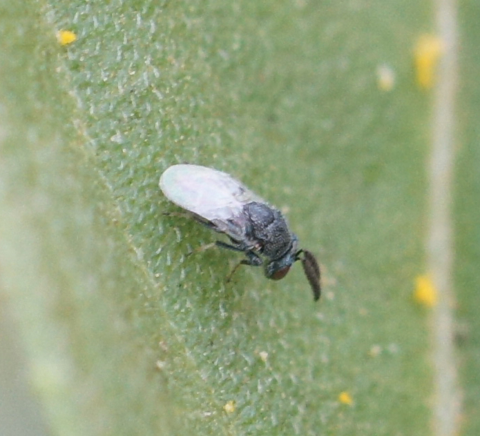 Eutrichosomatidae
