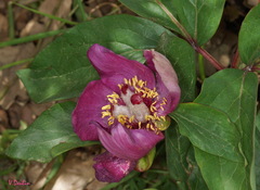 Paeonia mascula