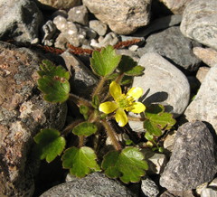 Ranunculus foliosus