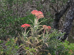 Crassula perfoliata coccinea