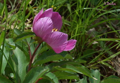 Paeonia mascula