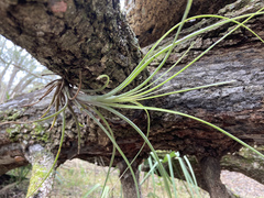 Tillandsia bartramii