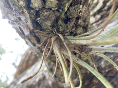 Tillandsia bartramii