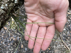 Tillandsia bartramii