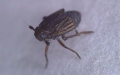 Delphacodes venosus